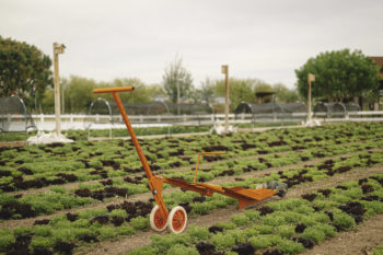 paperpot transplanter from paperpot co