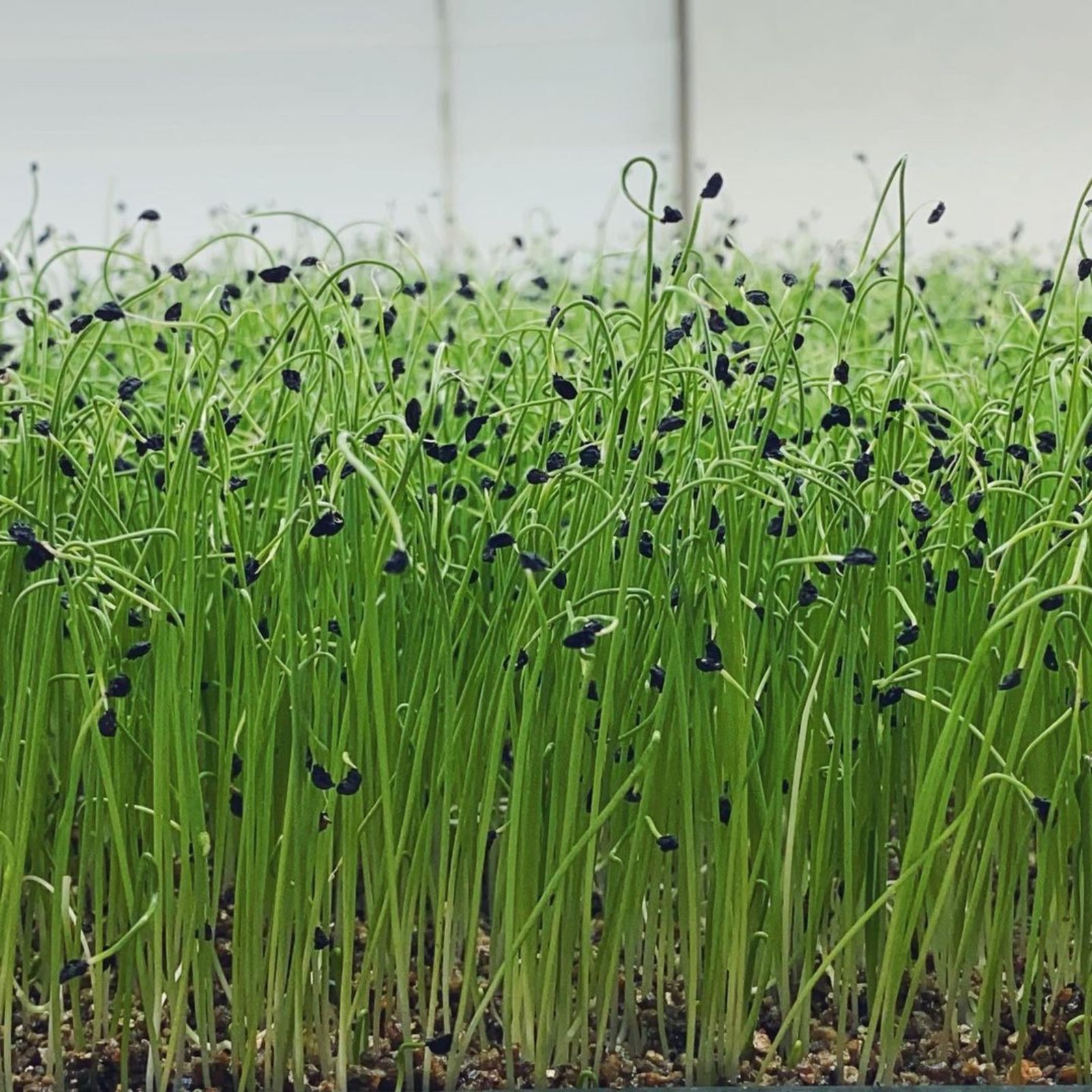 7+ Microgreen Leeks