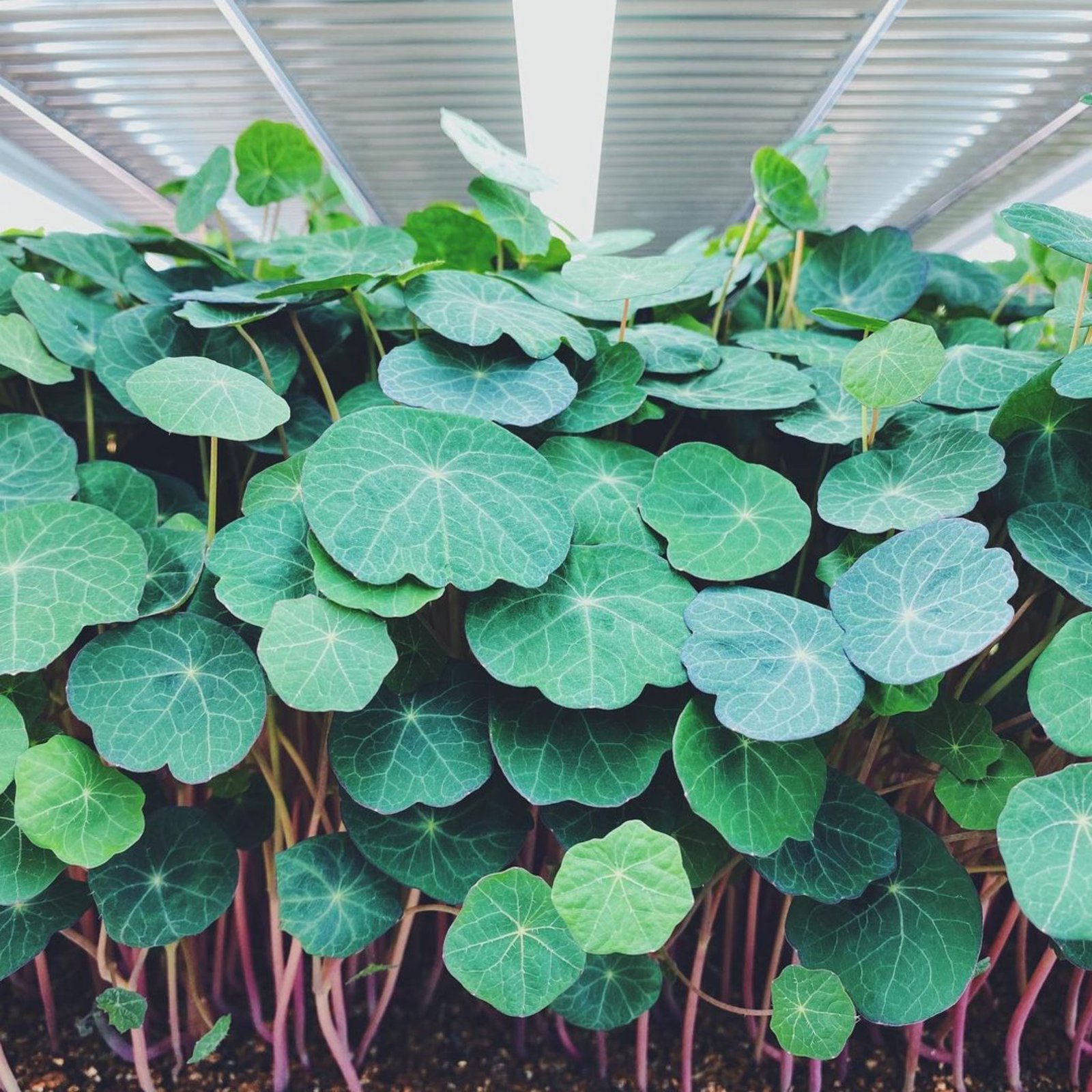 15+ Nasturtium Microgreen Seeds How to Grow Nasturtium Microgreens in Paperpot Trays